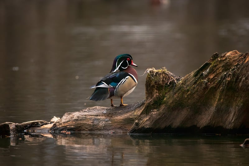 Work-life balance in nature